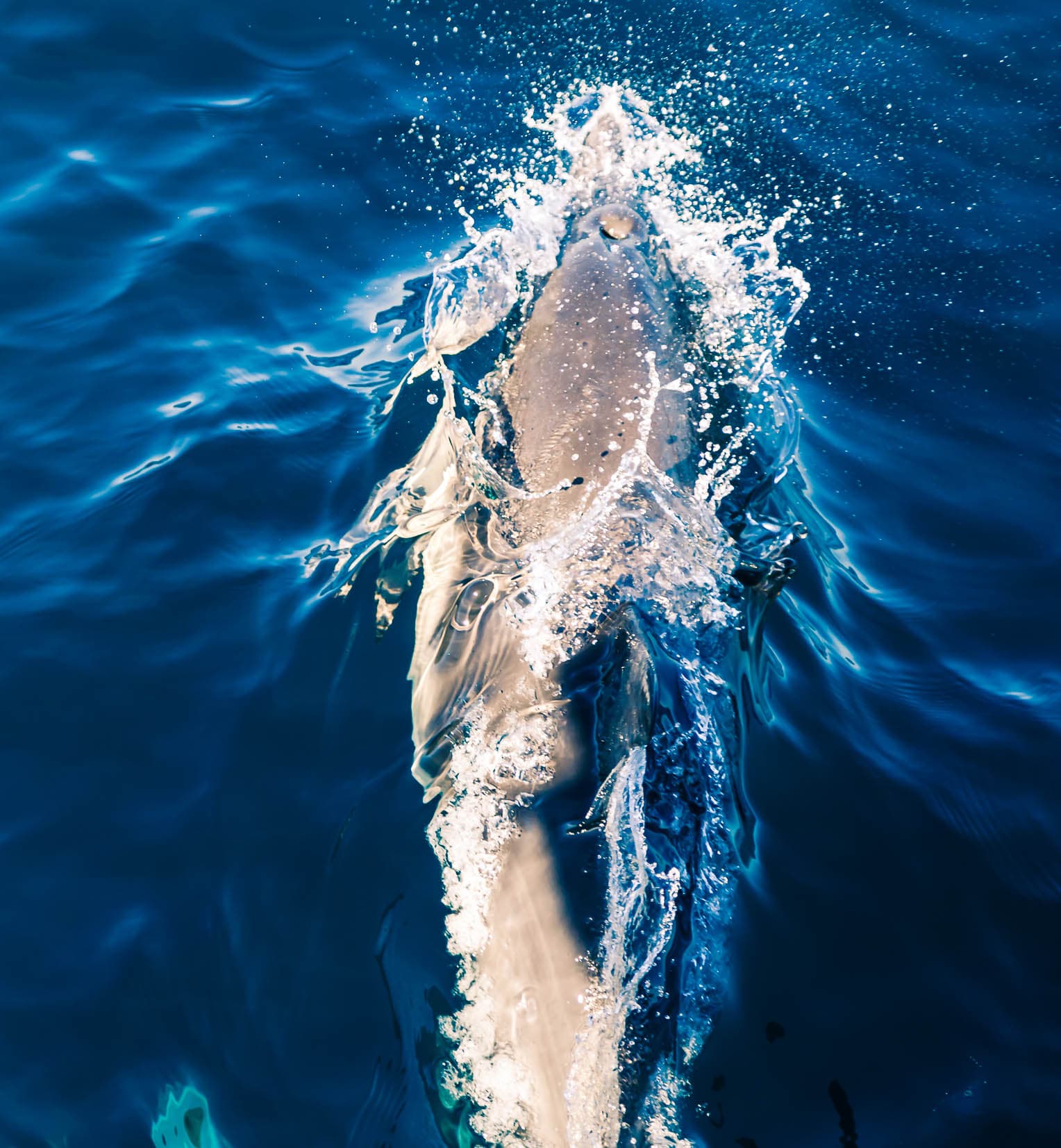 dolfijn-michael.jpg